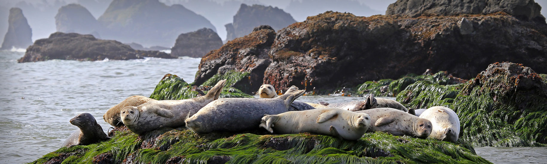 photo of sea lions on rocks
